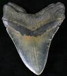 Large Megalodon Tooth - North Carolina #21675-2